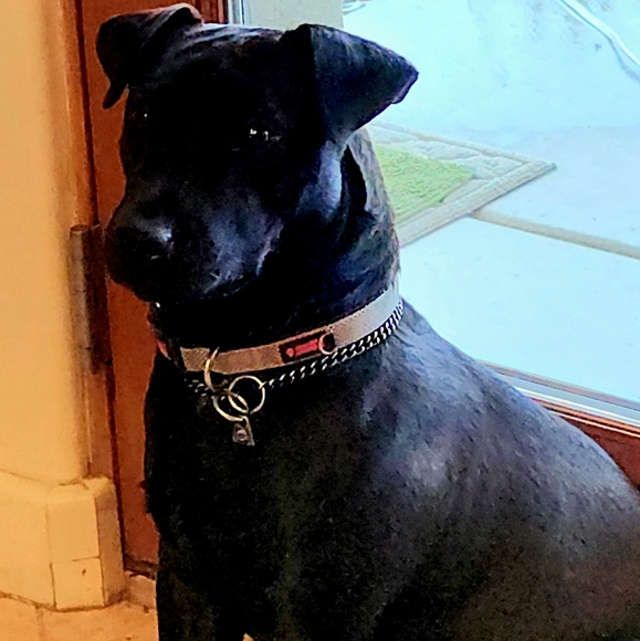 My Fab Four legged babies! Thanks for stopping by! - Picture 9 of 9